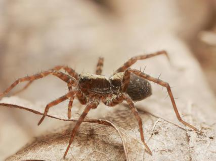 Pardosa lugubris 