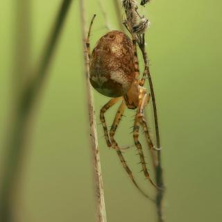 Herbstspinne (Metellina segmentata)Weibchen 