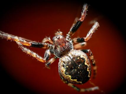Nuctenea umbratica (Spaltenkreuzspinne)