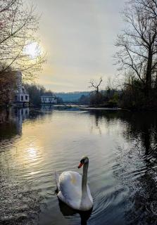Schwanensee