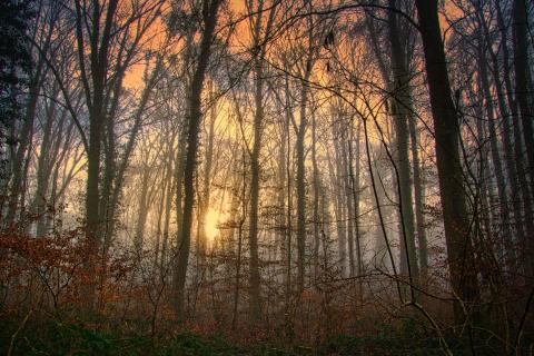 Mist in the Morning