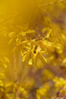 All yellow