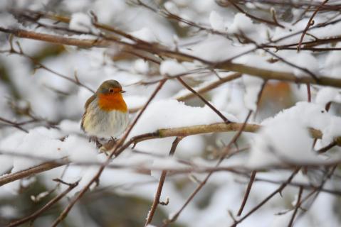 Rotkehlchen im verschneiten Baum