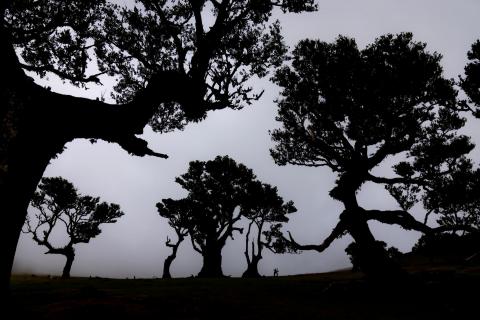 Lebende Bäume: Feenwald auf Madeira