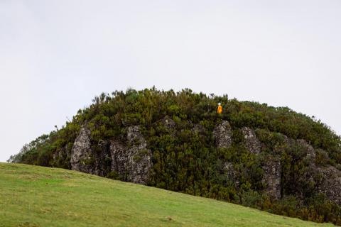 Orange in Grün in Fanal