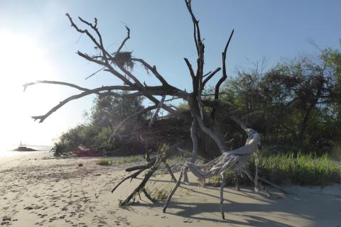 Elbstrand