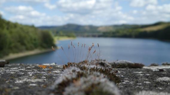 Gar nicht unscheinbar