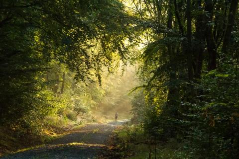 Morgenlauf 