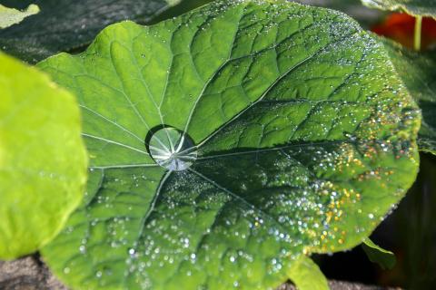 Wasser ist Leben