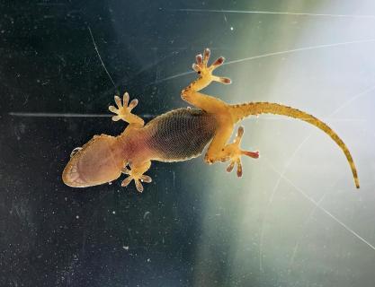 Mauergecko von unten