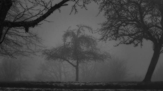 Einsamer Baum
