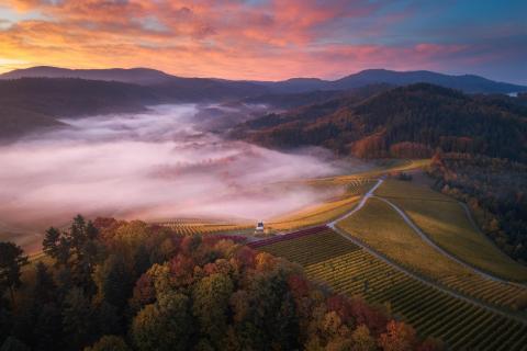 Reblandschaft in der Ortenau