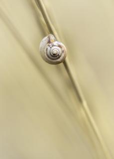 Schnecke