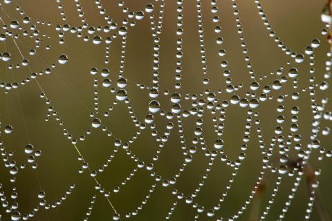 Tau mit Spiegelungen in Spinnenweben