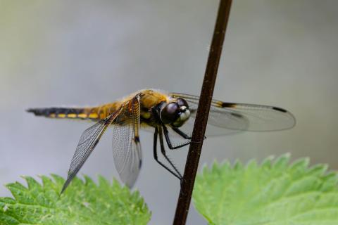 Libelle
