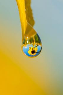 Ein Regentropfen mit Sonnenblumen
