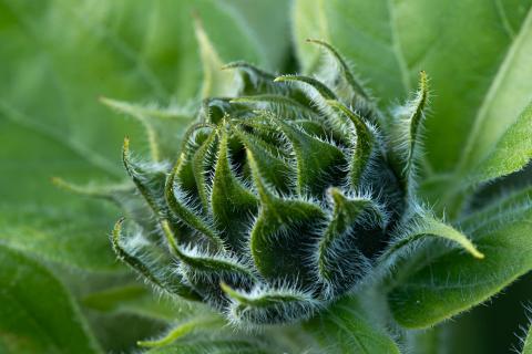 Sonnenblumenknospe