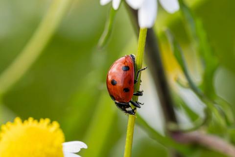 Marienkäfer