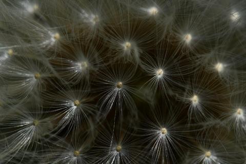Pusteblume ganz nah