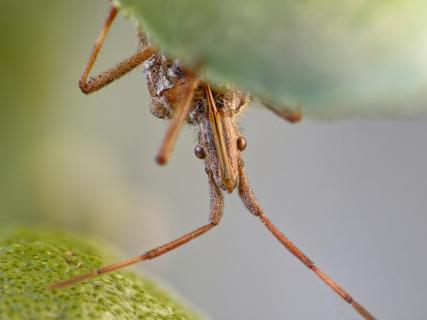 Amerikanische Kiefernwanze (Leptoglossus occidentalis)