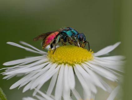Feuergoldwespe (Chrysis ignita) Mainbogen