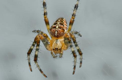 Kreuzspinne Gartenkreuzspinne (Araneus diadematus)