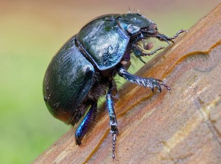 Mistkäfer Waldmistkäfer (Anoplotrupes stercorosus) 2024 10-20-01-optimiert