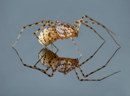 Speispinne (Scytodes thoracica)