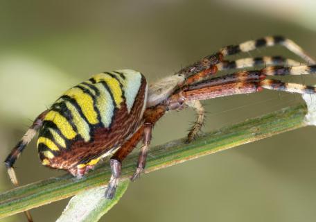 Wespenspinne (Argiope bruennichi)