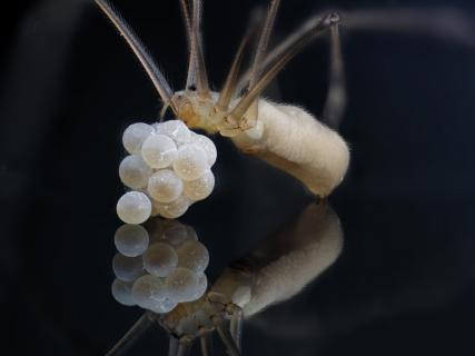 Zitterspinne Große Zitterspinne (Pholcus phalangioides) mit Gelege