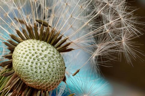 Pusteblume
