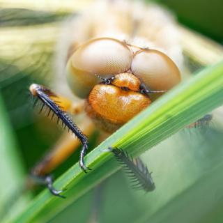 Libelle