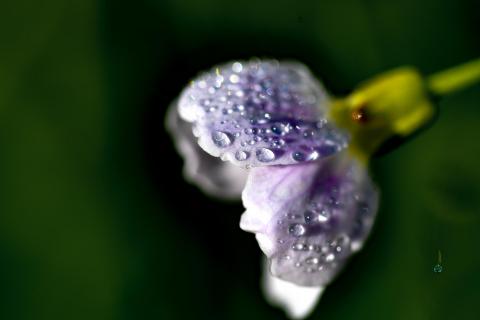 Little Flower