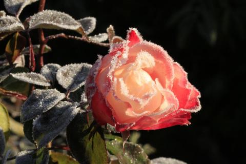 Rose mit Rauhreif