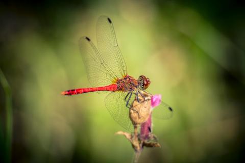 Libelle
