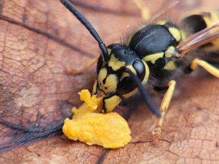 Wespe beim Fressen von Pollen