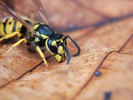 Wespe auf Blatt