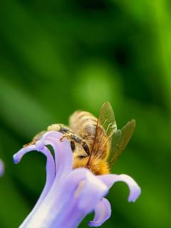 Biene bei der Arbeit