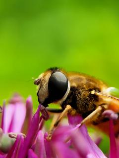 Schwebfliege