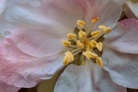 A Blossom’s Secret