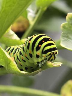 Raupe im Garten