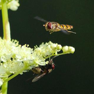 Die helle und dunkle Seite am Frau Holleteich