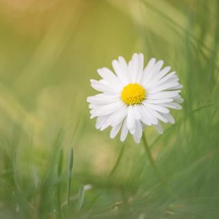 Gänseblümchen (Bellis perennis)