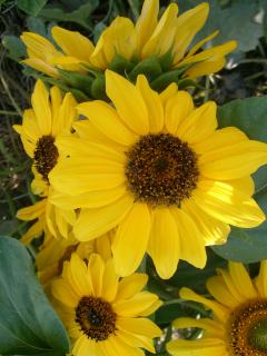 Sonnenblume