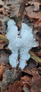 Flügel eines Eisengels