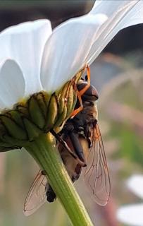 Biene an Blume