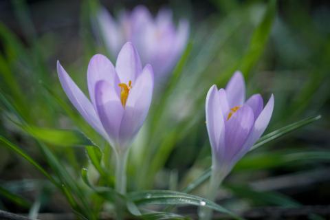 Krokusse 