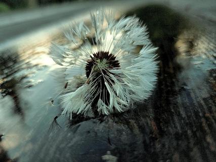 Pusteblume 
