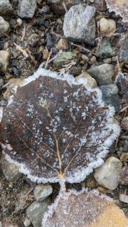Blatt_01