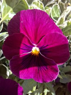 Blüte